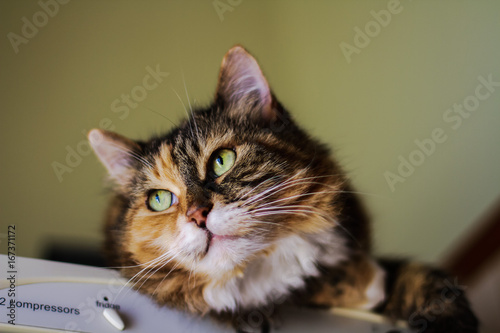 cat with green eyes portrait !