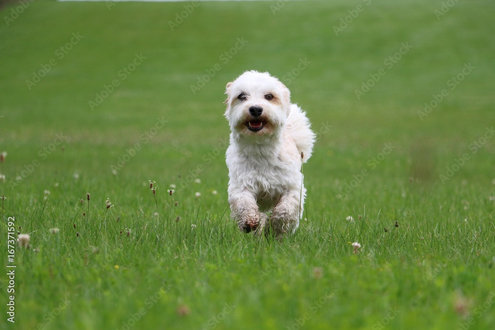 Hund macht Party im Garten