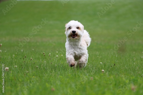 Hund macht Party im Garten