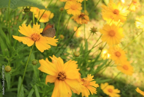 Butterflie on yellow flower
