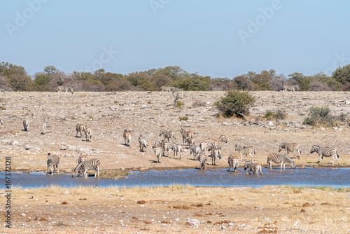 Herd of Burchells zebras, Equus quagga burchellii, at a waterhole photo