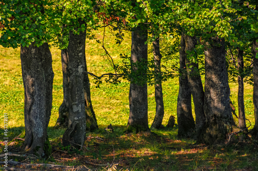 Naklejka premium beech forest on a grassy meadow background