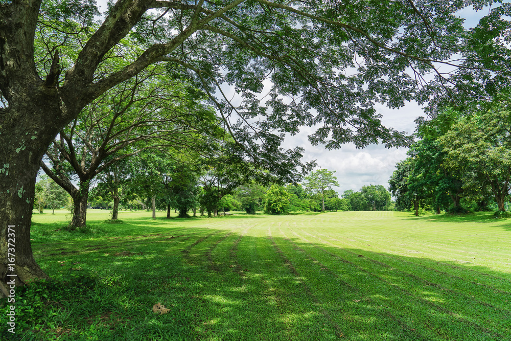 Green trees in beautiful park with blue sky Green trees in beautiful park with blue sky