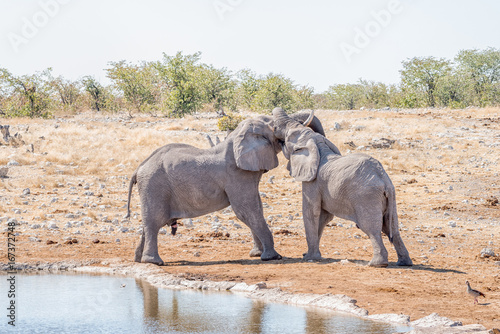 Two young African elephant bulls in a mock fight