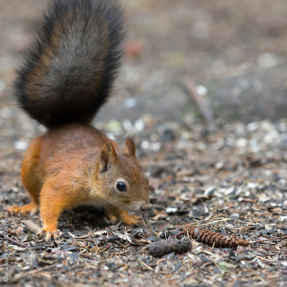 Small forest squirrel on the ground close up Small forest squirrel on the ground close up