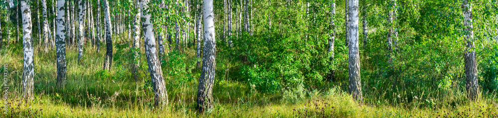 Naklejka premium Birch grove on a sunny summer day landscape banner, huge panorama