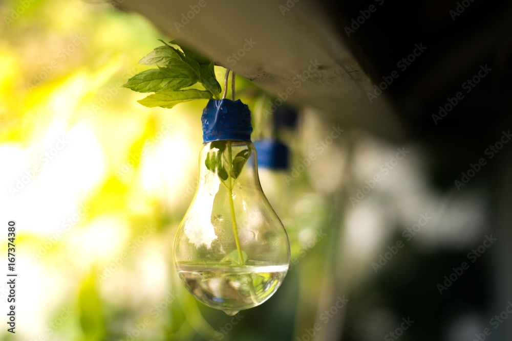 Decor of a glass bulb. Plants in a lamp with a blurred background.