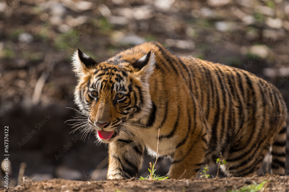 Fototapeta premium tiger cub