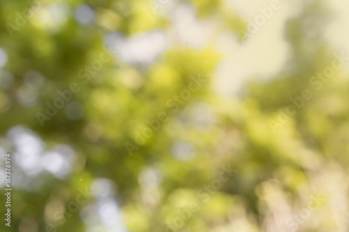 Abstract blurred natural green bokeh background