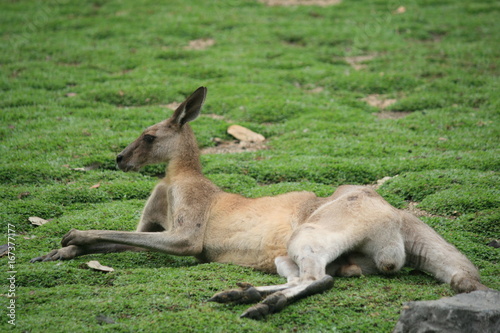 Australisches Kangaroo