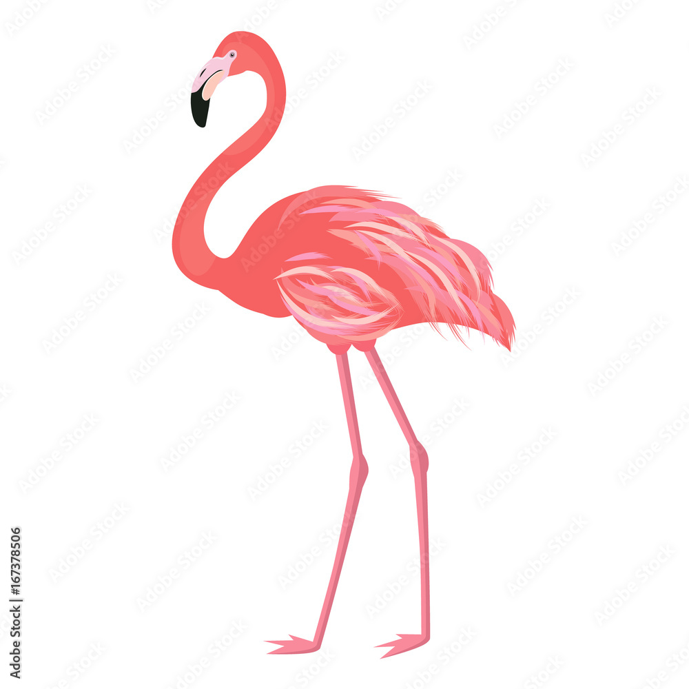 Fototapeta Ilustracja wektorowa różowy Flaming. Egzotyczny ptak. Fajny flamingo ozdobny element płaski. Piękny flaming