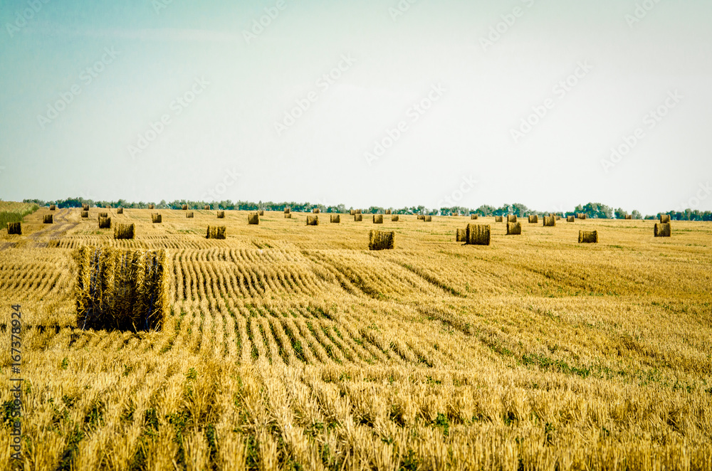 Fototapeta premium Hay in the stacks on the field.