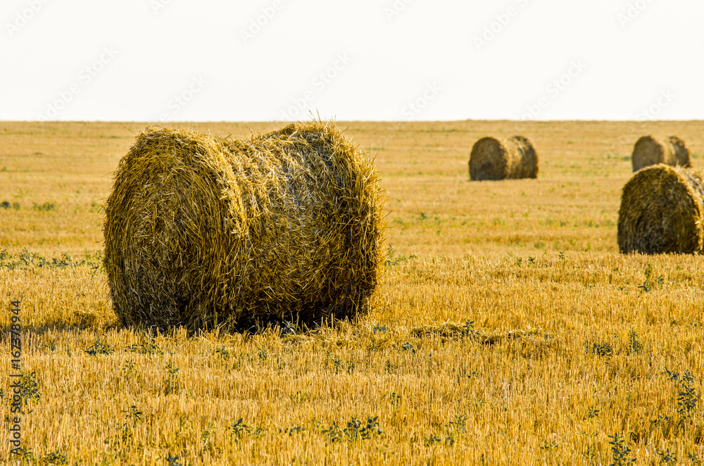 Hay in the stacks on the field.