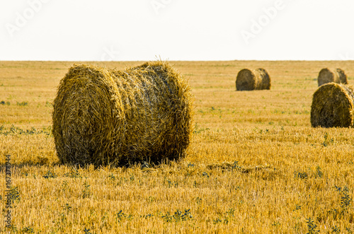 Hay in the stacks on the field.