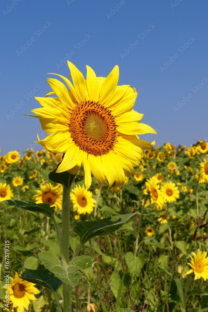 Sunflower