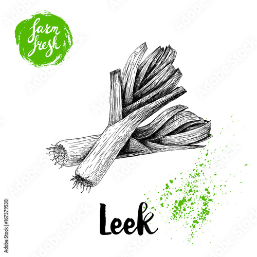 Hand drawn sketch style fresh leek group composition. Isolated on white background. Vector illustration of healthy fresh organic food. Farm fresh market.