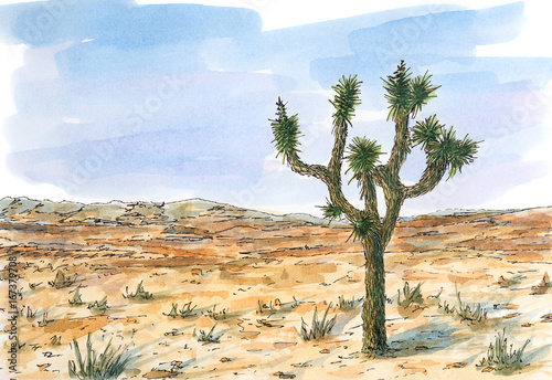 Obraz na płótnie Pustynia krajobraz z Joshua tree (Yucca brevifolia)