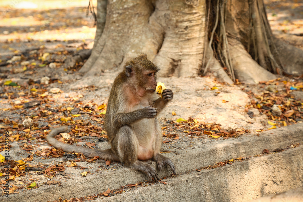 Monkey eating bananas.