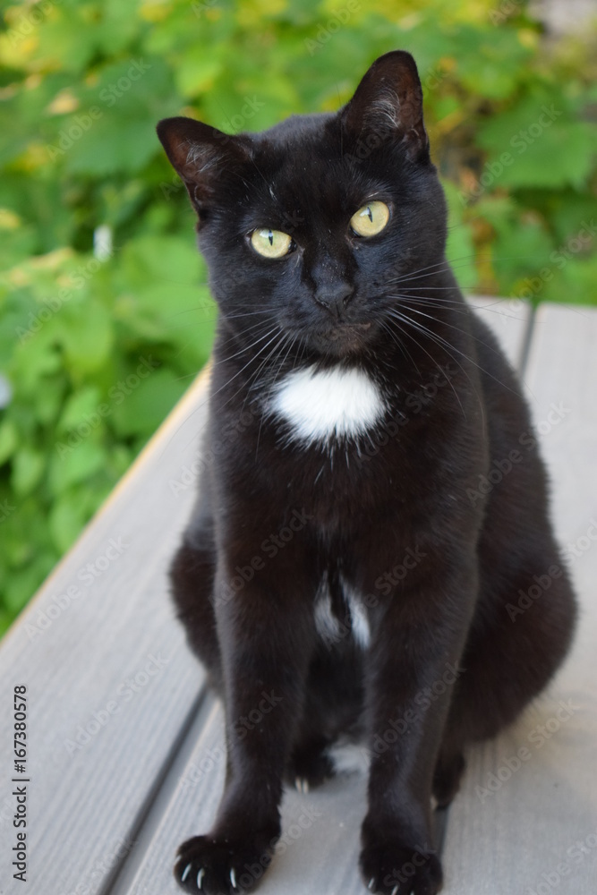 Chat noir mignon
