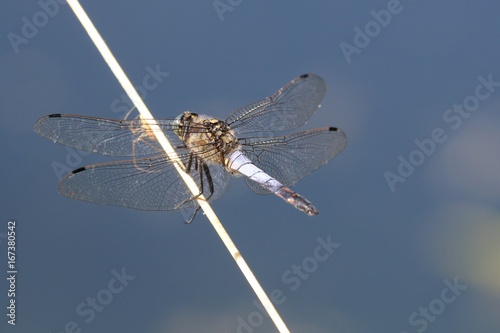 La libellule et l'araigné