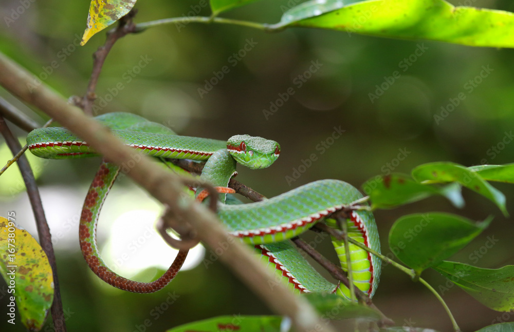 Green snake in forest Green snake in forest