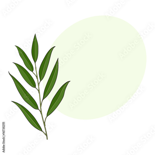 Beautiful hand drawn willow tree twig, branch, decoration element, sketch vector illustration with space for text.