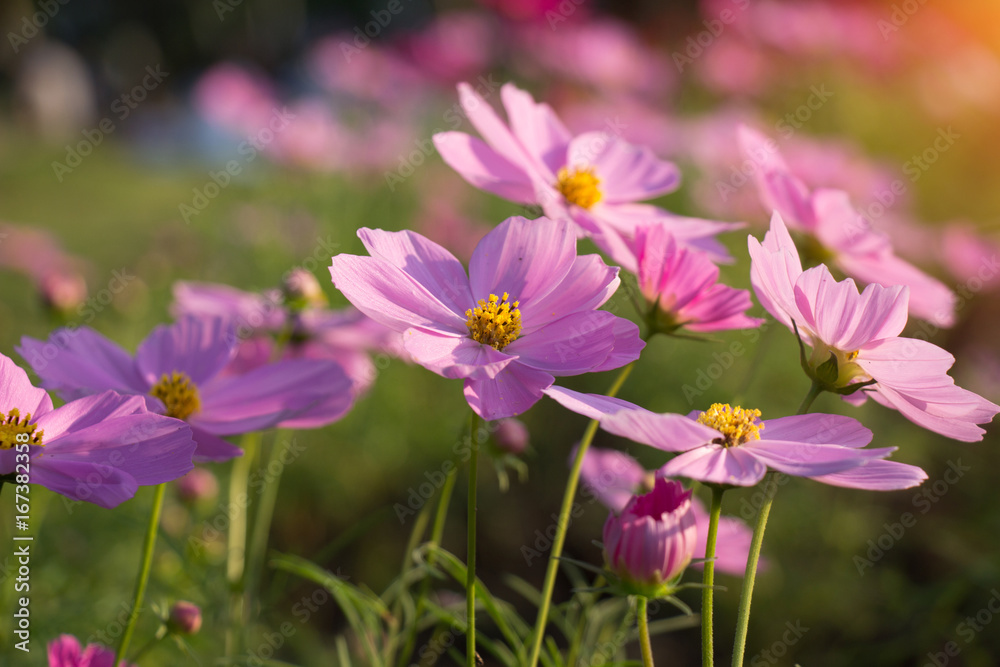 Beautiful colorful winter Flowers Beautiful colorful winter Flowers