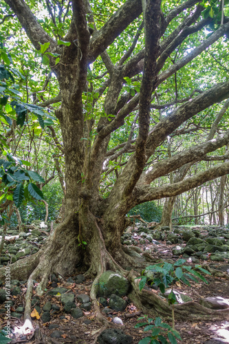 Iao Valley Trees 3