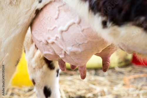 Brown and white cow, race Normande, France