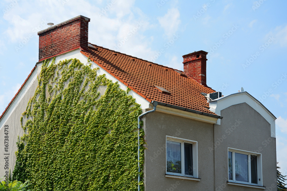 Red Shingles Roof with Windows and Rain Gutter. House with chimney and wall with greenery or grape hederacea.