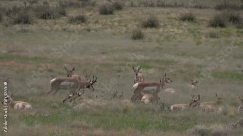 Herd of Pronghorns in the Rut