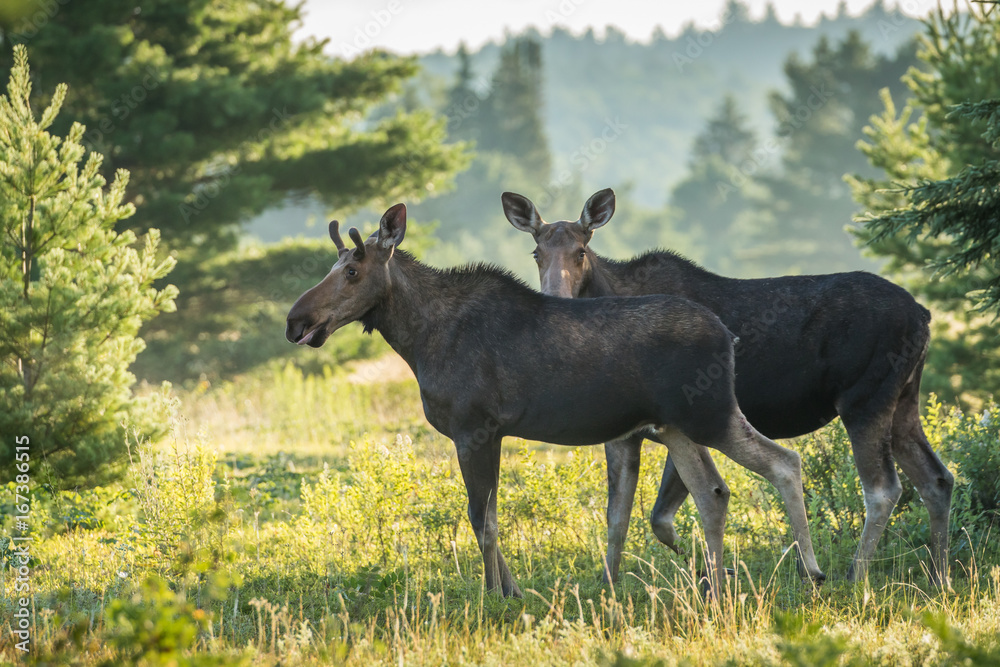 Moose - Alces alces, a yearling bull (front) with it's mother peering cautiously over it's back. The early morning sun burns off the mist in the meadow. Moose - Alces alces, a yearling bull (front) with it's mother peering cautiously over it's back. The early morning sun burns off the mist in the meadow.