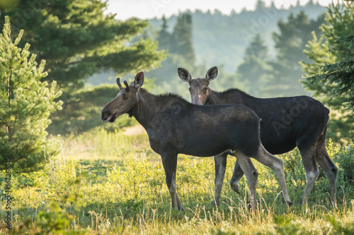 Картината върху платно Moose - Alces alces, a yearling bull (front) with it's mother peering cautiously over it's back