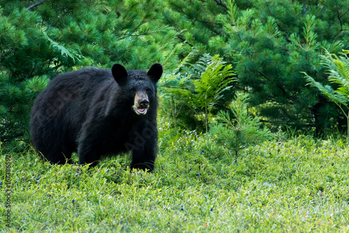 Black Bear - Ursus americanus, a large bear at the edge of a forest, feeding on blueberries in a meadow. Standing up on all fours, and mouth open as if to smile.