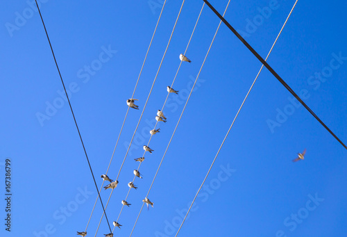 Swallows on a wire