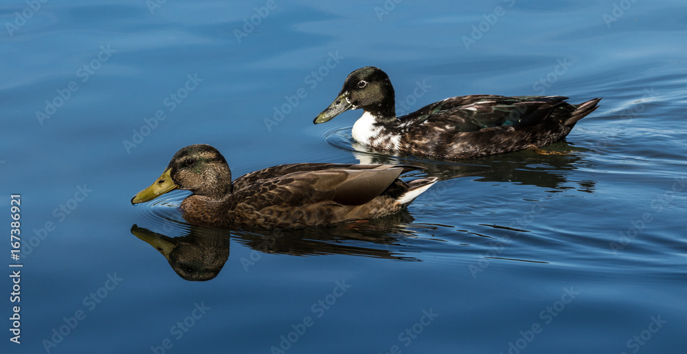 Stockenten auf dem Wasser Stockenten auf dem Wasser