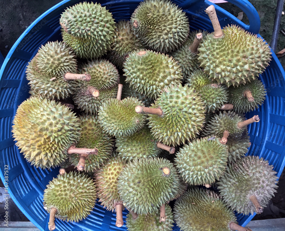 Durian in the blue plastic basket. Regarded by many people in southeast Asia as the notorious Durian in the blue plastic basket. Regarded by many people in southeast Asia as the notorious