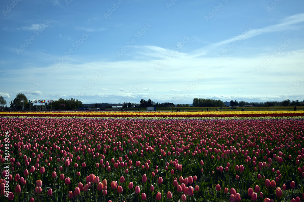 Tulips flowers field