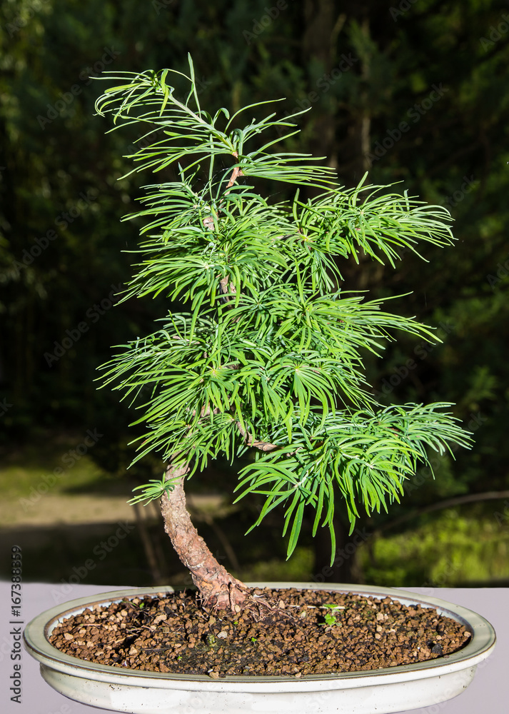 Bonsai seudolarix amabilis , Goldlärche Stock Photo | Adobe Stock