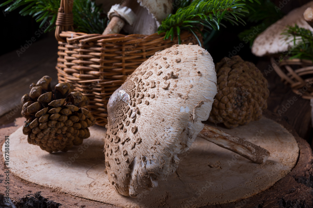 parasol mushroom (Macrolepiota procera or Lepiota procera) parasol mushroom (Macrolepiota procera or Lepiota procera)