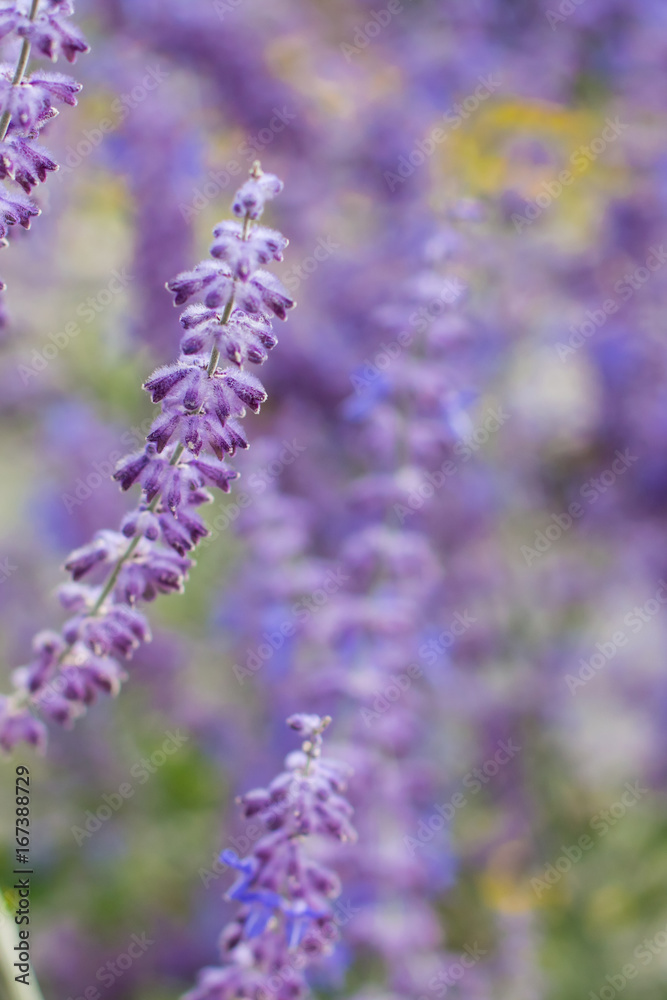 Fototapeta premium Lavender bushes closeup on sunset. Blooming lavender.Sunset gleam over purple flowers of lavender