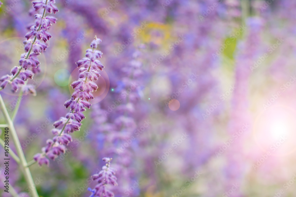 Obraz premium Lavender bushes closeup on sunset. Blooming lavender.Sunset gleam over purple flowers of lavender