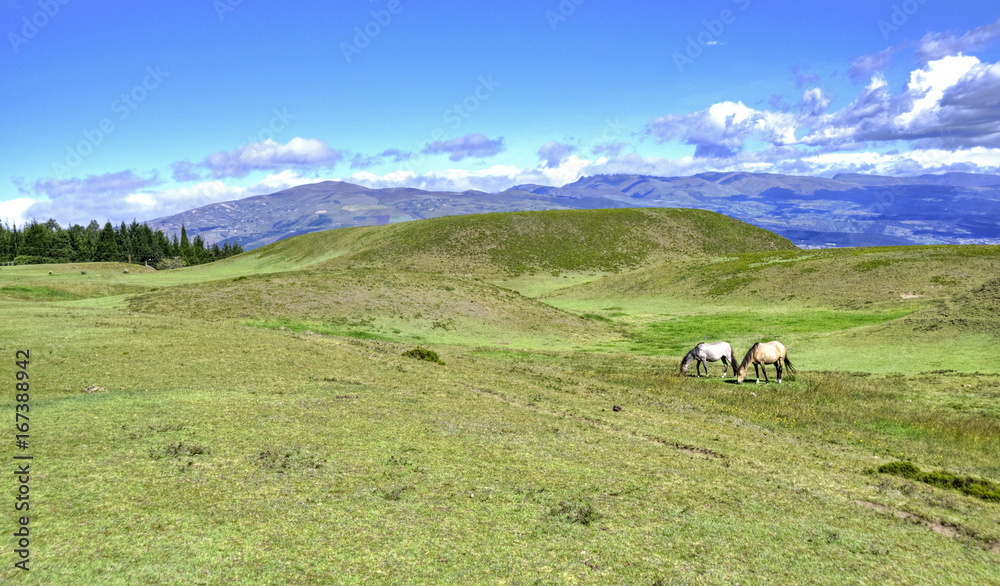 Horses in a field eating grass and relaxing, on a sunny day. Cochasqui, Pichincha province, Ecuador Horses in a field eating grass and relaxing, on a sunny day. Cochasqui, Pichincha province, Ecuador