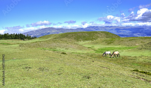Horses in a field eating grass and relaxing, on a sunny day. Cochasqui, Pichincha province, Ecuador
