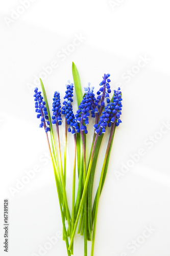 Beautiful composition - blue muscari lie on a white table.