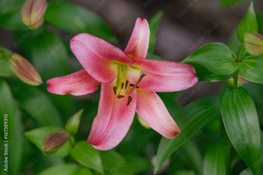 Pink hemerocallis flower Pink hemerocallis flower