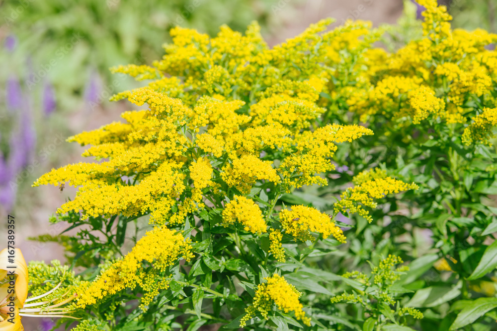 Fototapeta premium Yellow Solidago virgaurea flower