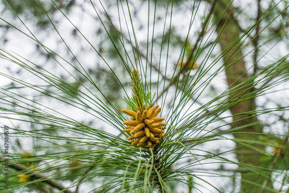 Yellow pine cone