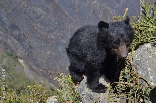 Ourson sauvage dans la montagne du Machu Picchu au Pérou