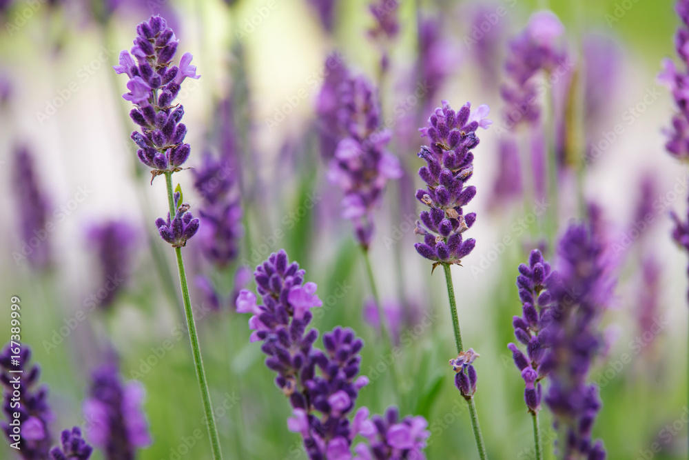 growing lavender growing lavender